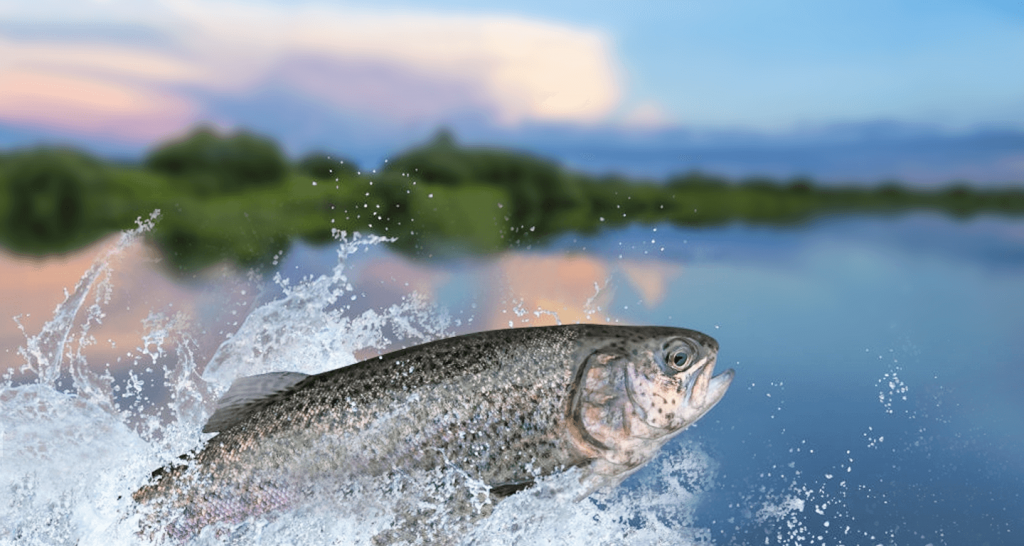 Deanos Springwater Smoked Trout | Official Site